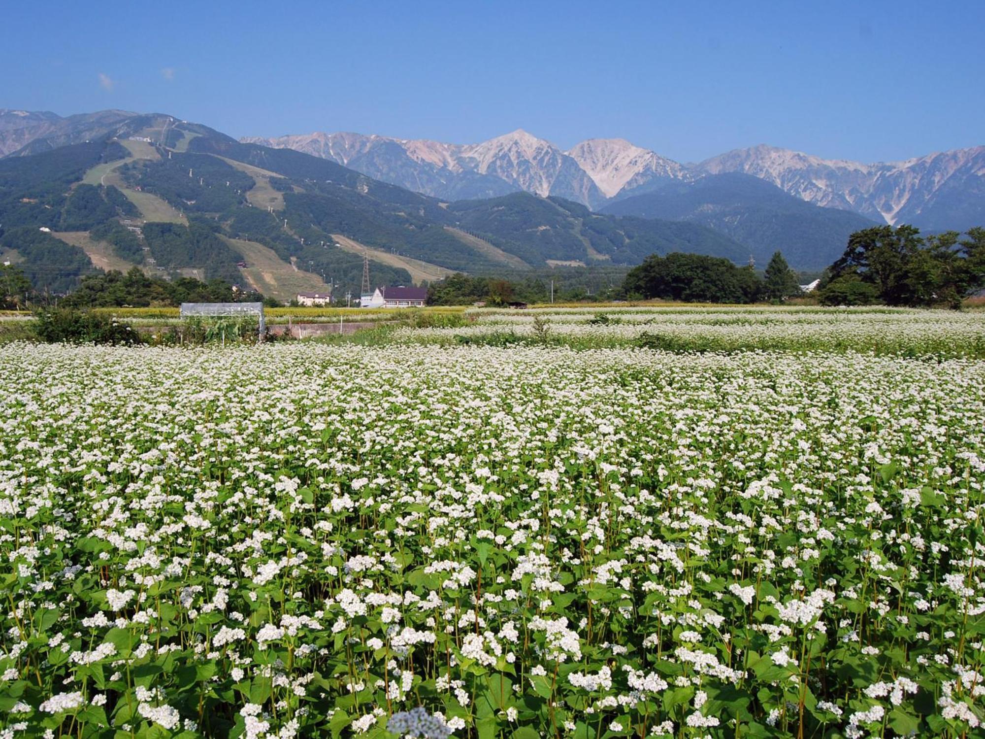 Kudo'S Lodge Hakuba Ngoại thất bức ảnh